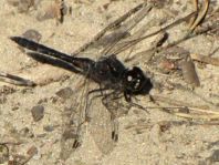 Sympetrum danae, Schwarze Heidelibelle