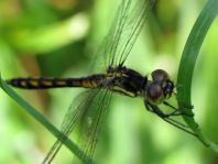 Sympetrum danae, Schwarze Heidelibelle