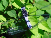 Spitzenfleck, Libellula fulva