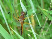 Spitzenfleck, Libellula fulva