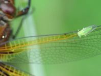 Spitzenfleck, Libellula fulva