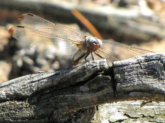 Spitzenfleck, Libellula fulva