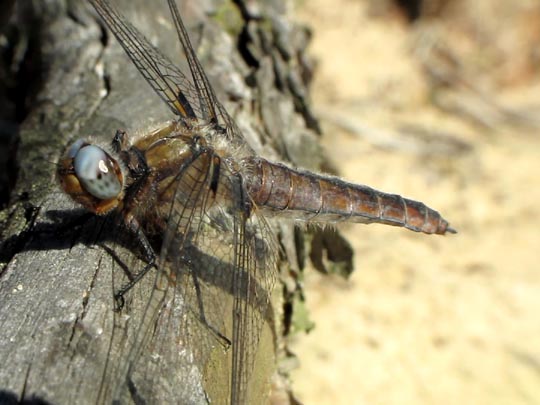 Spitzenfleck, Libellula fulva
