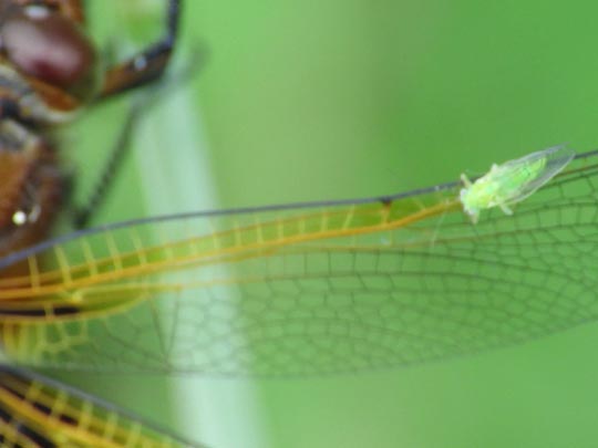 Spitzenfleck, Libellula fulva
