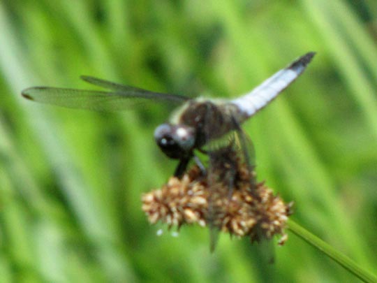 Spitzenfleck, Libellula fulva