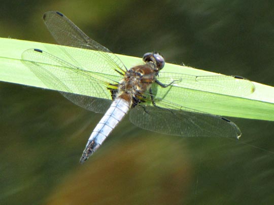 Spitzenfleck, Libellula fulva