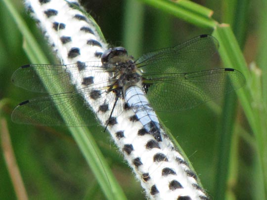 Spitzenfleck, Libellula fulva