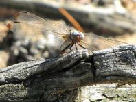 Spitzenfleck, Libellula fulva