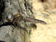 Spitzenfleck, Libellula fulva