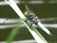 Spitzenfleck, Libellula fulva