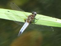 Spitzenfleck, Libellula fulva