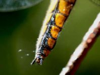 Spitzenfleck, Libellula fulva