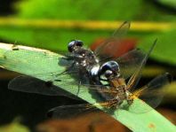 Spitzenfleck, Libellula fulva