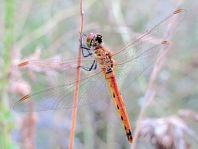 Sympetrum depressiusculum, Sumpf-Heidelibelle
