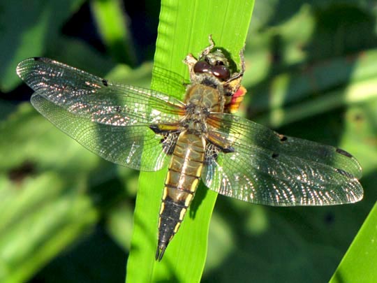 Libellula quadrimaculata, Vierfleck