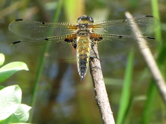 Libellula quadrimaculata, Vierfleck
