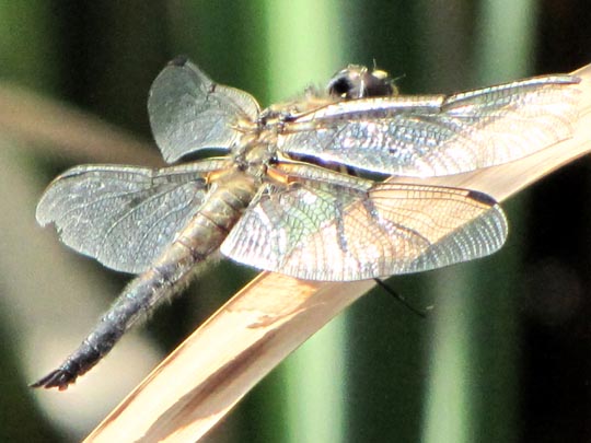Libellula quadrimaculata, Vierfleck