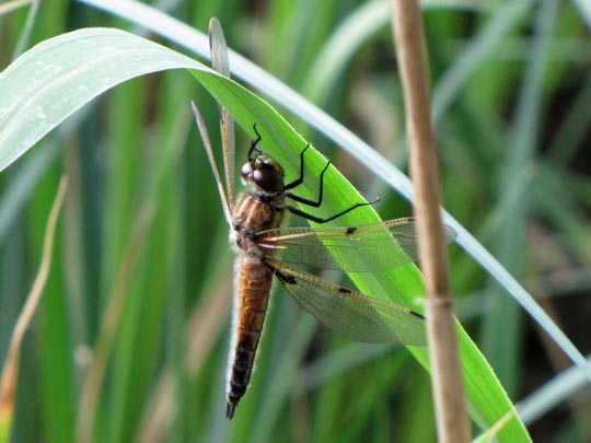 Libellula quadrimaculata, Vierfleck