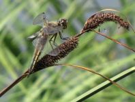 Libellula quadrimaculata, Vierfleck