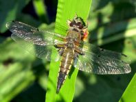 Libellula quadrimaculata, Vierfleck