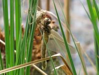 Libellula quadrimaculata, Vierfleck