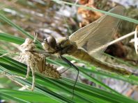 Libellula quadrimaculata, Vierfleck