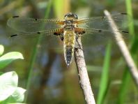Libellula quadrimaculata, Vierfleck