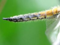 Libellula quadrimaculata, Vierfleck