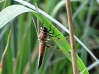 Libellula quadrimaculata, Vierfleck