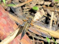 Libellula quadrimaculata, Vierfleck