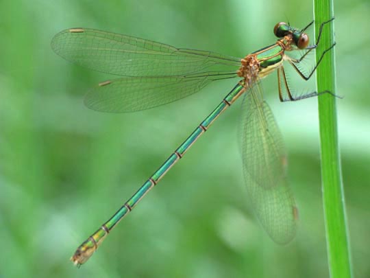 Gemeine Binsenjungfer, Lestes sponsa