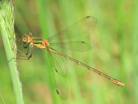 Gemeine Binsenjungfer, Lestes sponsa