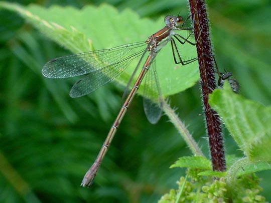 Gemeine Binsenjungfer, Lestes sponsa