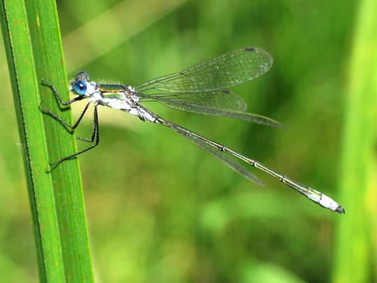 Gemeine Binsenjungfer, Lestes sponsa