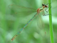 Gemeine Binsenjungfer, Lestes sponsa
