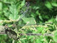 Weidenjungfer, Lestes viridis