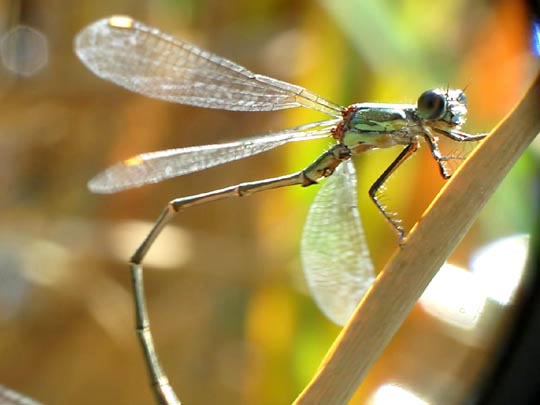 Weidenjungfer, Lestes viridis