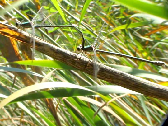 Weidenjungfer, Lestes viridis