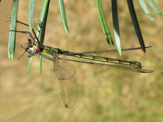 Weidenjungfer, Lestes viridis