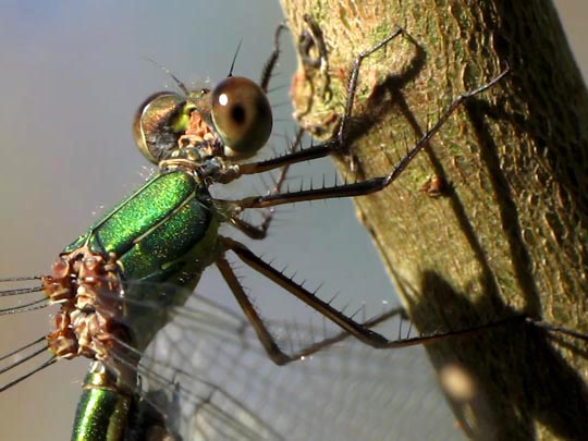 Weidenjungfer, Lestes viridis