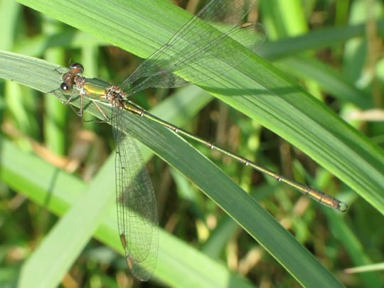 Weidenjungfer, Lestes viridis