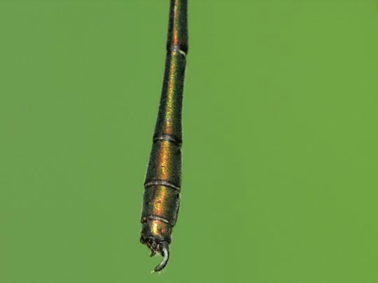 Weidenjungfer, Lestes viridis