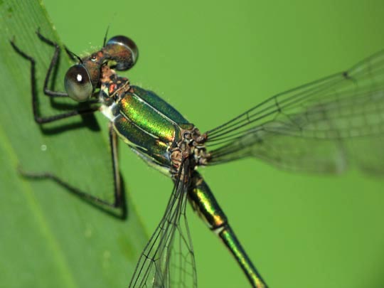 Weidenjungfer, Lestes viridis