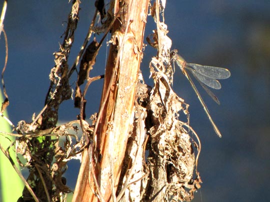 Weidenjungfer, Lestes viridis