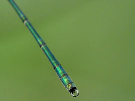 Lestes viridis, Weidenjungfer