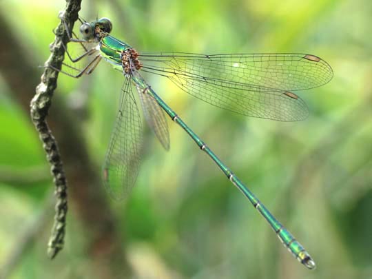 Lestes viridis, Weidenjungfer