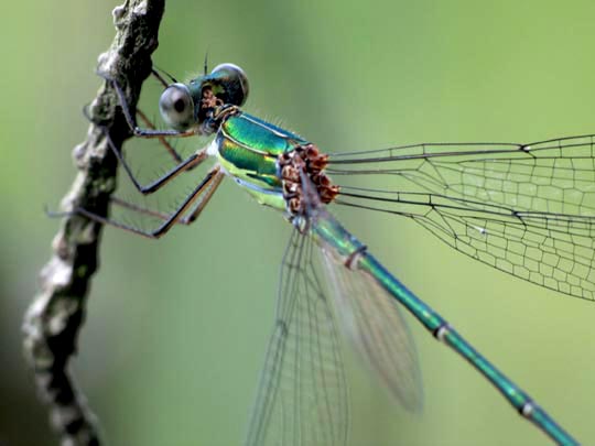 Lestes viridis, Weidenjungfer