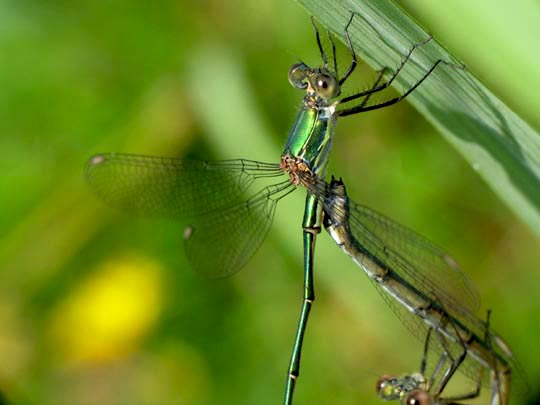 Lestes viridis, Weidenjungfer