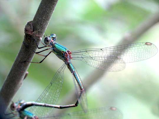 Lestes viridis, Weidenjungfer