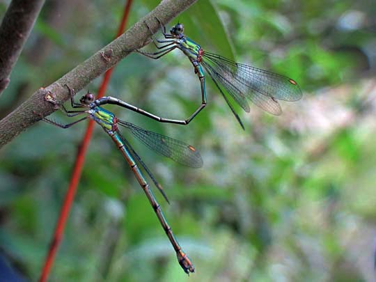 Lestes viridis, Weidenjungfer